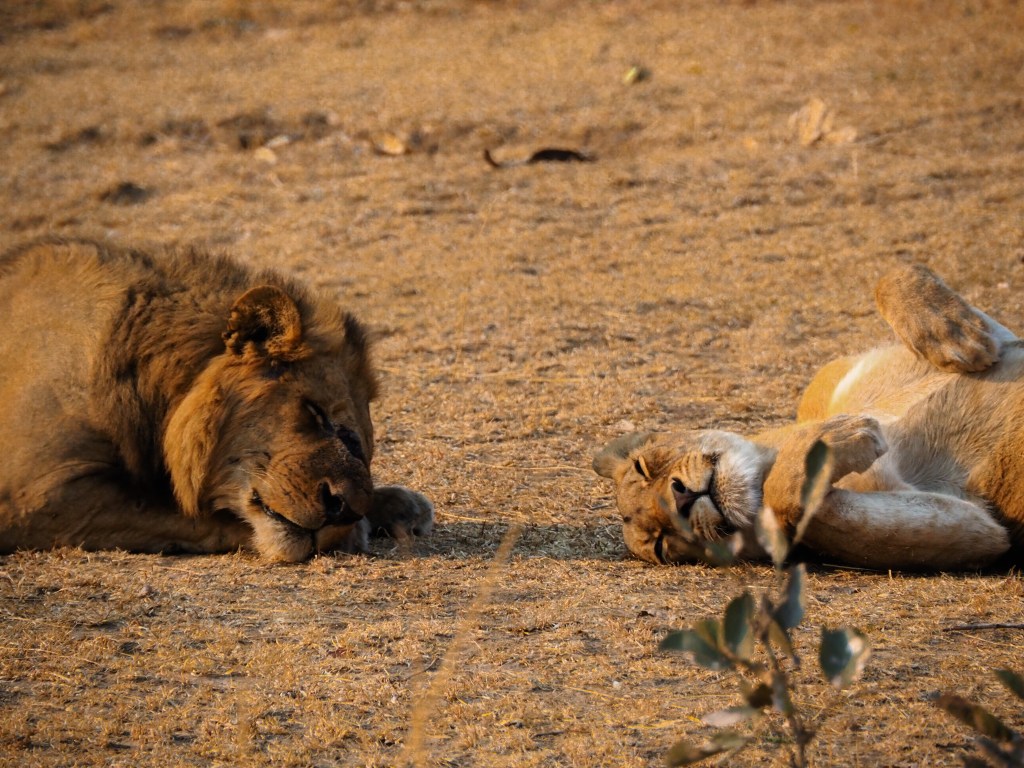Die Sache mit den Löwen & eine Giraffe namens&nbsp;Lars